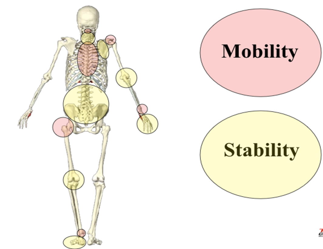 Dee Tidwell’s Cycling Training, Part 1: Stability & Mobility